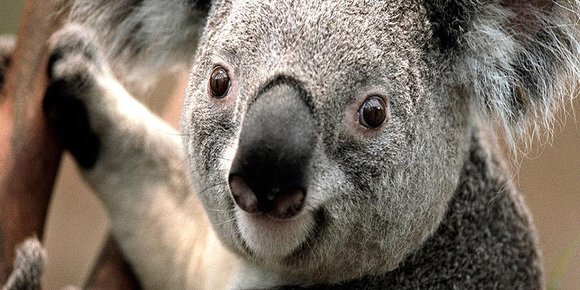 Infinity Ward, Bungie og Ubisoft donerer til kampen mot brannene i Australia